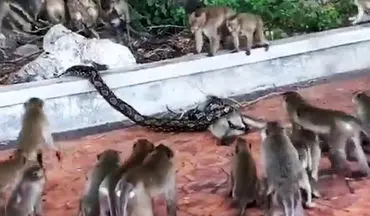 تلاش ده‌ها میمون برای نجات دوستشان از چنگ مار پیتون! + فیلم