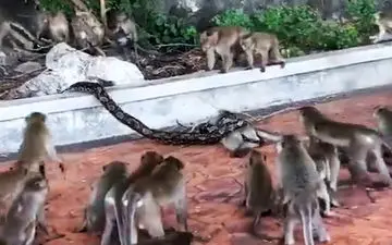 تلاش ده‌ها میمون برای نجات دوستشان از چنگ مار پیتون! + فیلم