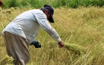 واردات برنج آزاد شد