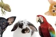 بیماری‌های مرگبار حیوانی را بشناسید؛ از هاری تا تب کریمه کنگو