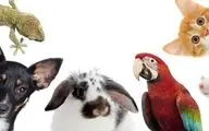 بیماری‌های مرگبار حیوانی را بشناسید؛ از هاری تا تب کریمه کنگو