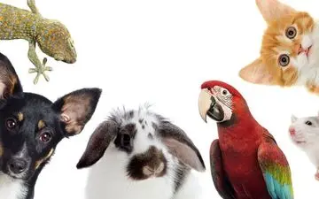 بیماری‌های مرگبار حیوانی را بشناسید؛ از هاری تا تب کریمه کنگو