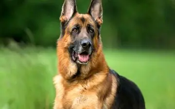  اگر دنبال آرامش هستید، از این هفت نژاد سگ دوری کنید!