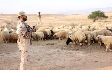 
کشف ۱۰۵ راس احشام قاچاق در دهلران