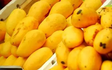 قیمت میوه های گرمسیری شکسته شد