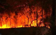گسترده‌ترین آتش سوزی جنگل‌های سوئد در ۱۲ سال اخیر + فیلم 