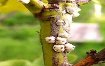 تسکین دهنده التهاب سینه با گز انگبین