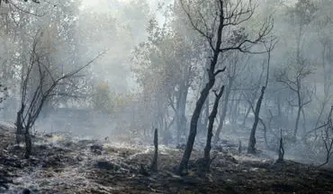 آتش به جان جنگل‌های کلاردشت افتاد