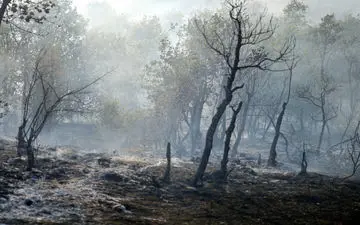 آتش به جان جنگل‌های کلاردشت افتاد