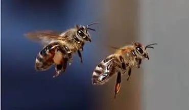 دعوای باورنکردنی زنبور و عنکبوت! + ویدئو
