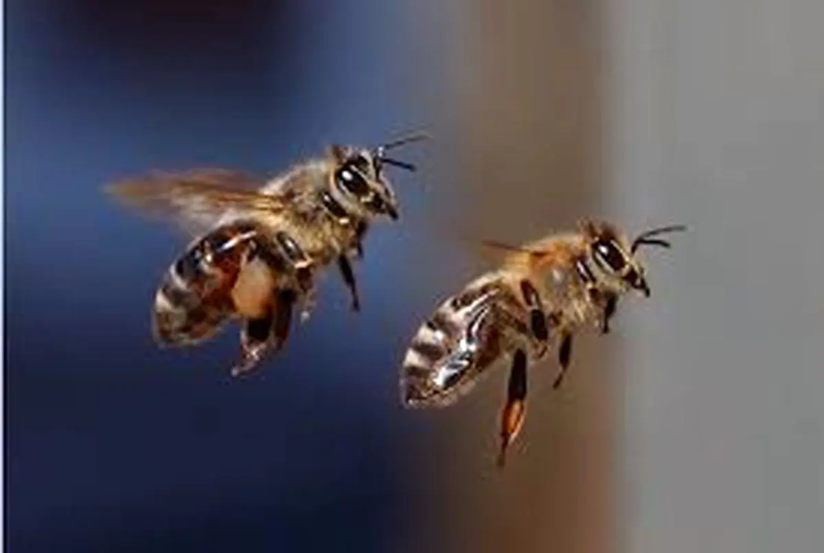 دعوای باورنکردنی زنبور و عنکبوت! + ویدئو