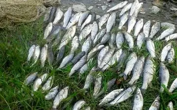 آخرین نرخ انواع ماهی در بازار و میادین تره‌بار (۲۴ اسفند ۱۴۰۴)