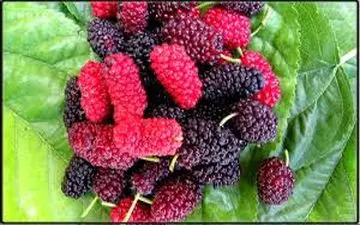 تبخال را با مصرف توتها، درمان کنیم!