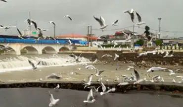 لحظات دیدنی از پرواز مرغان دریایی در تنکابن + فیلم