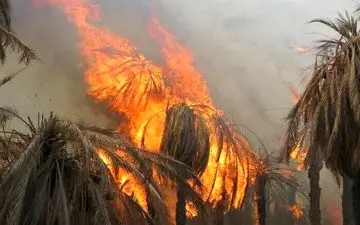 آتش بجان نخلستان‌های بخش مرکزی آبادان افتاد