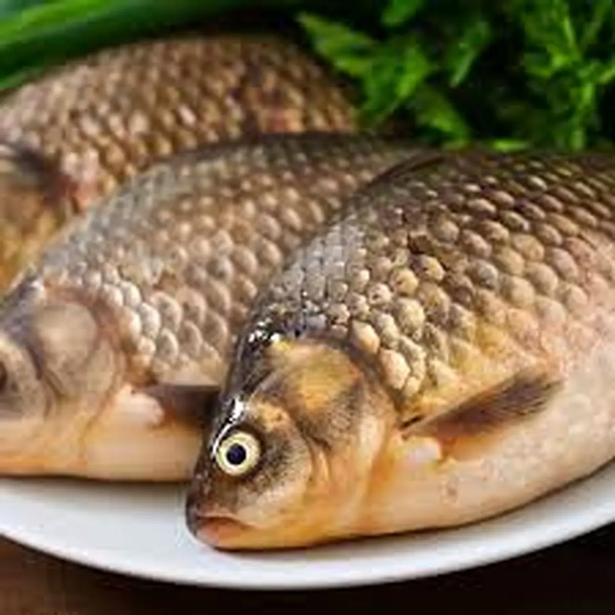 افزایش قیمت ماهی در راه است؟