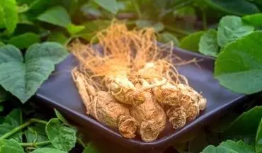 با این راه حل طبیعی همیشه فول تمرکز باشید