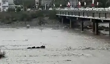 گرفتار شدن گرازها در رودخانه میناب + فیلم 
