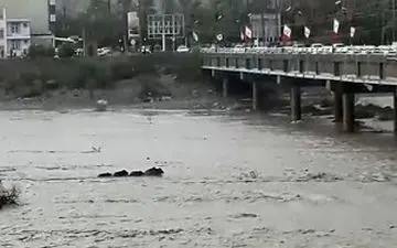 گرفتار شدن گرازها در رودخانه میناب + فیلم 