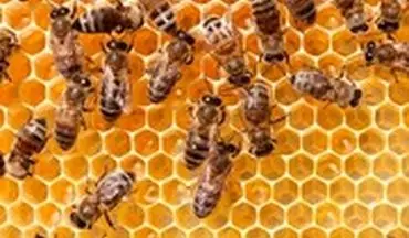 خوابیدن روی کندوهای زنبور برای درمان!