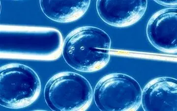 این غذاها می توانند «سلول‌های بنیادی» بدن را تقویت کنند

