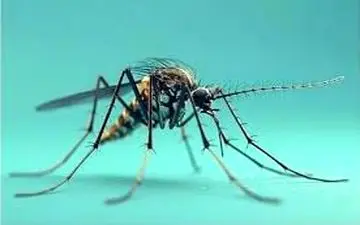 «دستکاری مرگبار: چگونه انگل مالاریا، پشه‌ها را به زامبی‌های خونخوار تبدیل می‌کند؟»

