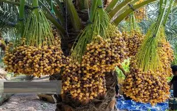 ‍ برآورد برداشت بیش از 3000 تن خرما در قصرشیرین