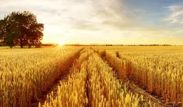 اعلام قیمت خرید تضمینی گندم در ۱۴۰۴ 

