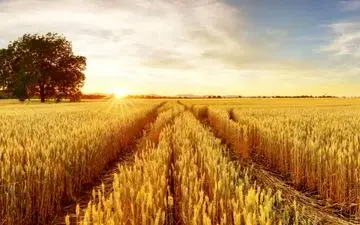 اعلام قیمت خرید تضمینی گندم در ۱۴۰۴ 

