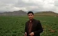 ‍ مبارزه با بیماری زنگ زرد غلات درشهرستان کرمانشاه