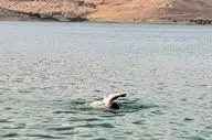 غرق شدن جوانی در سد مهاباد؛ جستجو برای پیدا کردن جنازه متوقف شد