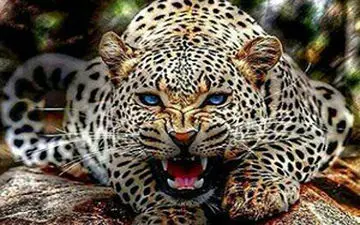 نجات پلنگ از درون چاه با نردبان + فیلم