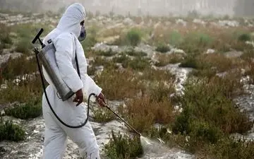 آغاز مبارزه با شیوع ملخ‌های شاخه بلند