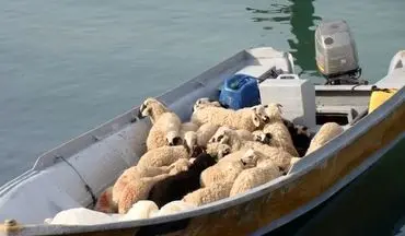 
۵۰ رأس دام قاچاق در قشم کشف شد
