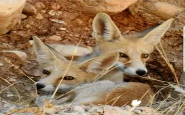 مردم گزارش حیات وحش آسیب دیده را با ما در میان بگذارند