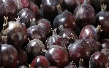 خاصیت درمانی انار سیاه برای درمان ۵ بیماری خطرناک