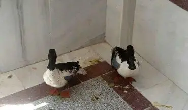 رهاسازی دو قطعه اردک نوک پهن در زیستگاه های طبیعی شهرستان دالاهو