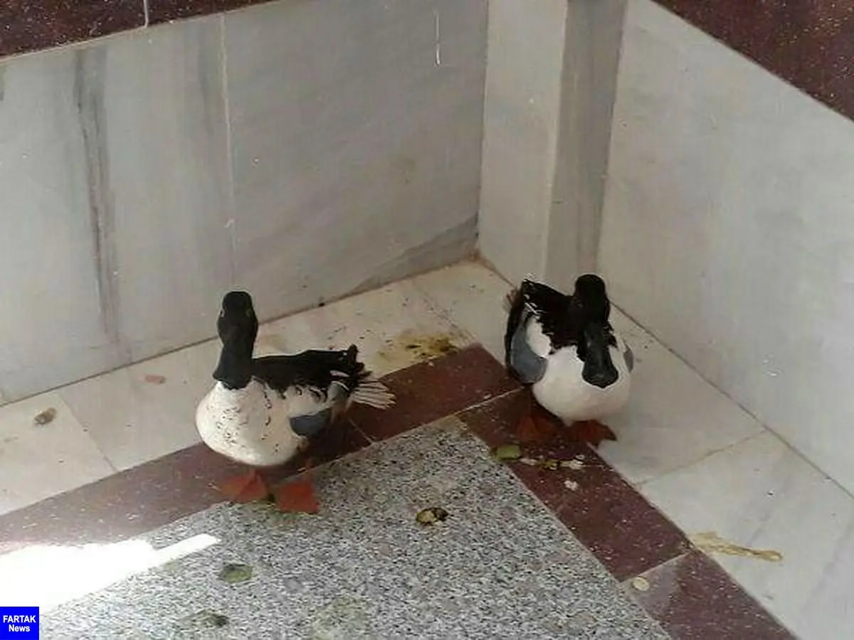 رهاسازی دو قطعه اردک نوک پهن در زیستگاه های طبیعی شهرستان دالاهو