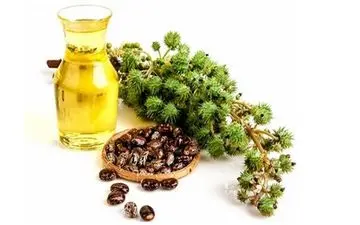 روغن کرچک برای درد زانو چقدر موثر است؟