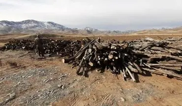 کشف 35 تن چوب بید خودرو در سنقر