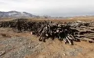 کشف 35 تن چوب بید خودرو در سنقر