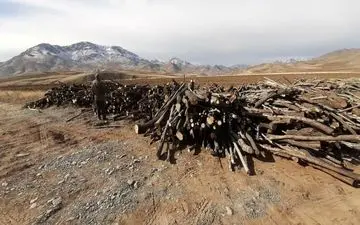 کشف 35 تن چوب بید خودرو در سنقر