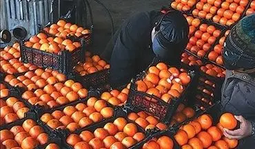 قیمت جدید میوه‌های تنظیم بازاری اعلام شد 