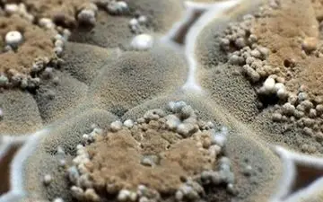  کپک و قارچ ها را جدی بگیرید 