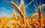 تولید گندم‌ مقاوم به خشکی از سوی محققان کشور
