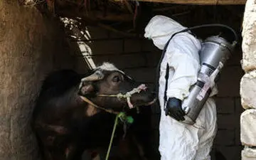 همه چیز درباره تب‌کریمه کنگو 