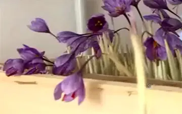 تولید زعفران، بدون آب و خاک! + فیلم