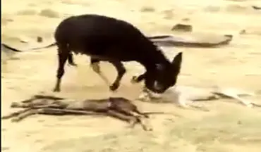 انتقام یک الاغ از گرگی که فرزندش را کشته بود + فیلم 