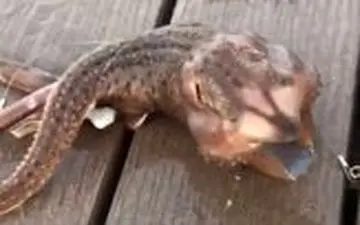 جانور عجیبی که ماهی‌گیر در دریا صید کرد! 