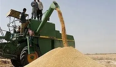 نرخ خرید تضمینی گندم بدون افزایش قیمت اعلام شد